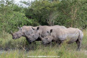 Walking with Rhinos in Uganda