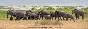 Hundreds of elephants