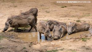 Warthogs taking a mud bath