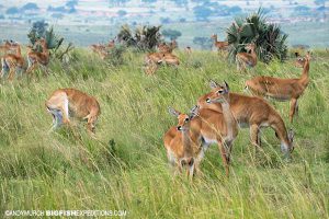 Uganda Cob Game Drive Primate Safari
