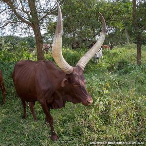 Ankole Cattle