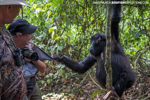 Mountain Gorilla touching a trekker