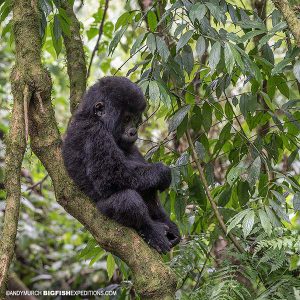 Mountain Gorilla Baby Trekking