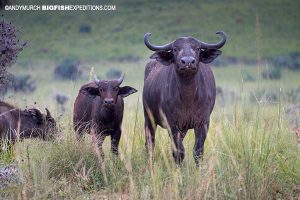 Cape Buffalo Uganda Safari