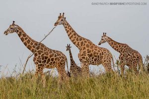 Giraffe Uganda Safari