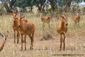 Hartebeest Uganda Safari