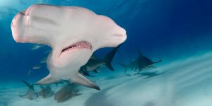 Great Hammerhead Diving