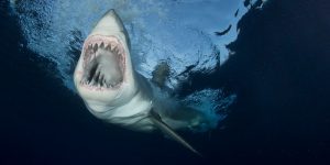 Great white shark diving at Guadalupe Island in Mexico