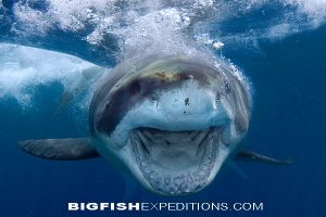 A white shark rushed the camera during a Guadalupe Island shark dive