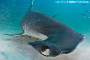 close up of a great hammerhead eye.