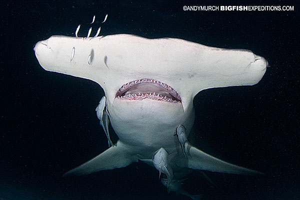 Great Hammerhead at night in the Bahamas