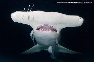 Great Hammerhead at night in the Bahamas.