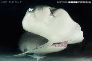 A great hammerhead at night