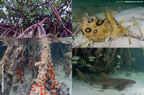 Bimini mangrove animals - spotted sea hare