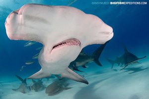 Two great hammerhead sharks in Bimini, Bahamas.