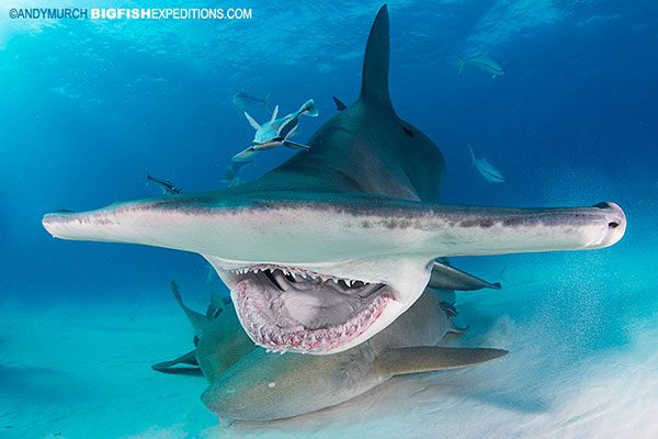 Hammerhead mouth open diving
