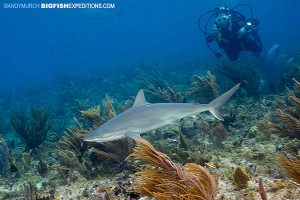 Blacknose shark