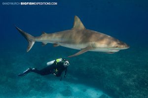 Caribbean reef shark with diver in Bimini, Bahamas