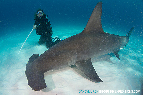 diver and great hammerhead