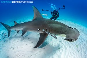 Great Hammerheads shark diving