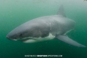 Great White Shark Cage Diving in Cape Town