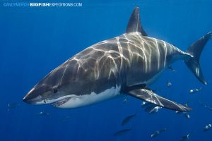 Great white diving