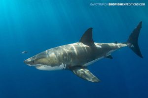Great white shark at Guadalupe Island