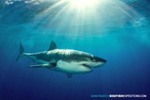 Great white shark diving