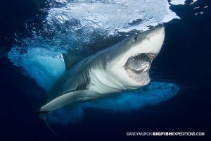 A big great white shark next to some cage divers