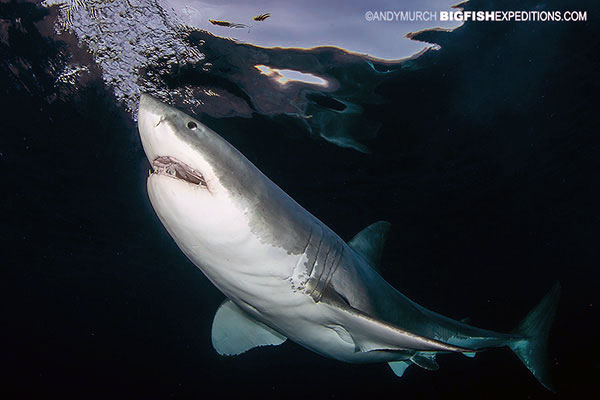 Great white shark diving at Guadalupe Island in Mexico