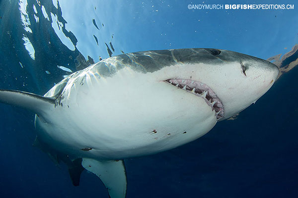 A very large great white shark