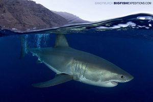 Split frame of great white shark diving in Mexico