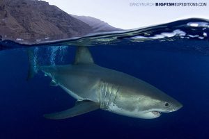 great white shark split image