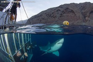 Great white shark, cage diving and a wrangler