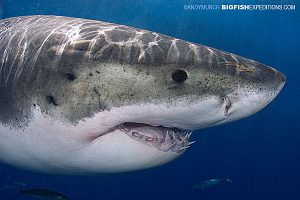 Guadalupe Great White Shark Dive