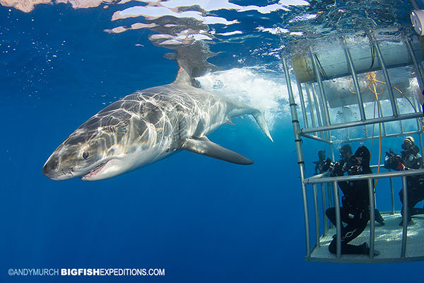 A big great white shark and cage diving