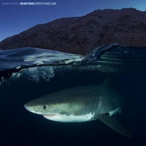 Great white shark diving at night