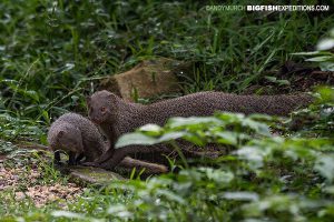 Grey Mongooses Sri Lanka Safari