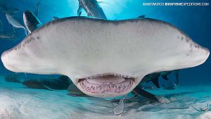 Great hammerhead diving in the Bahamas.