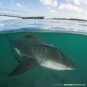 Bull shark diving.