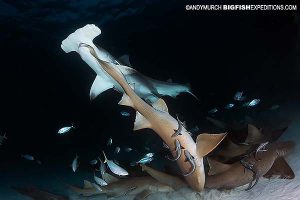 Great hammerhead grabbing a nurse shark.