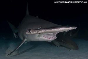 Great hammerhead night diving.