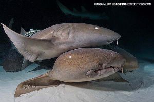 Diving with nurse sharks.