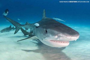 Tiger shark diving in Bimini