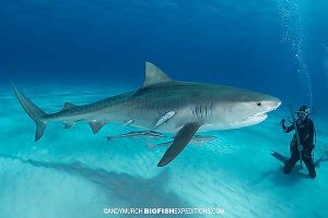 Great hammerheads and tiger sharks scuba diving.