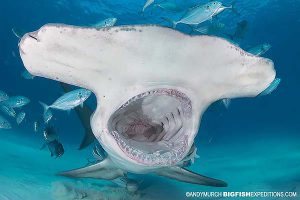 Great hammerhead diving in the Bahamas.