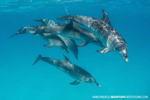 Atlantic spotted dolphins