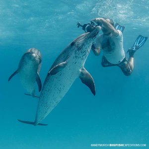 Snorkeller with Atlantic spotted dolphins.