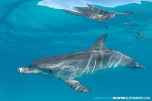 Atlantic spotted dolphin snorkelling.