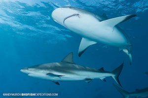 Diving with Caribbean reef sharks.